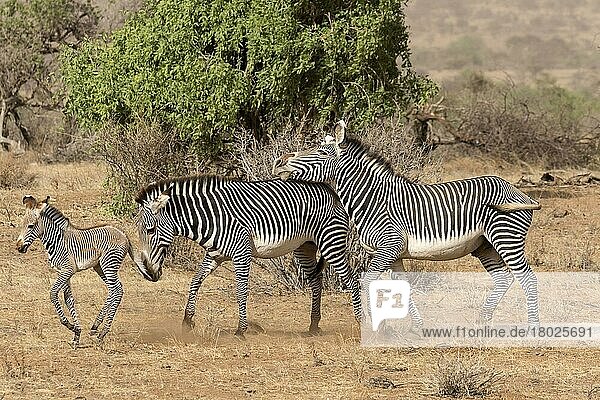 Grevy's Zebra (Equus grevyi)  erwachsenes Männchen mit Dominanzverhalten gegenüber Weibchen mit Fohlen  in halbwüstenhafter Trockensavanne  Samburu National Reserve  Kenia  August  Afrika
