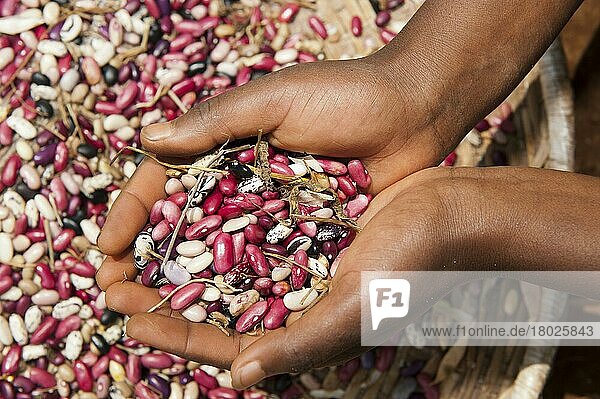 Kind betrachtet frisch geerntete Bohnen in verschiedenen Farben. Ruanda