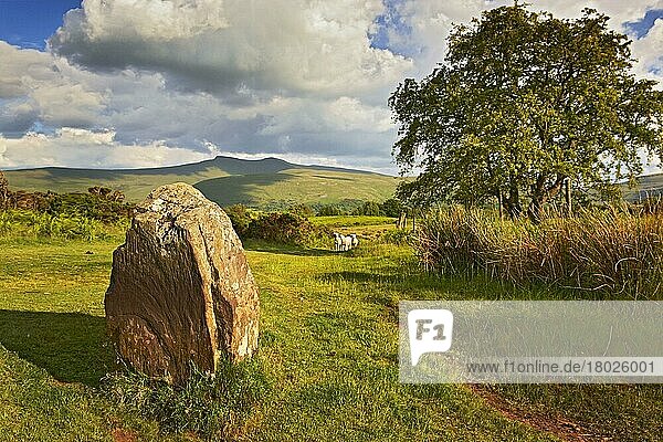 Stehende Steine und Schafe auf Gemeindeland  Penyfan in der Ferne  Mynydd Illtyd Common  Brecon Beacons N. P. Powys  Wales  Frühling