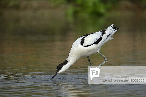 Eurasischer Säbelschnäbler (Recurvirostra avosetta) unreif  Fütterung in seichtem Wasser  Langes Tal  Neue Gebiete  Hongkong  China  Dezember  Asien