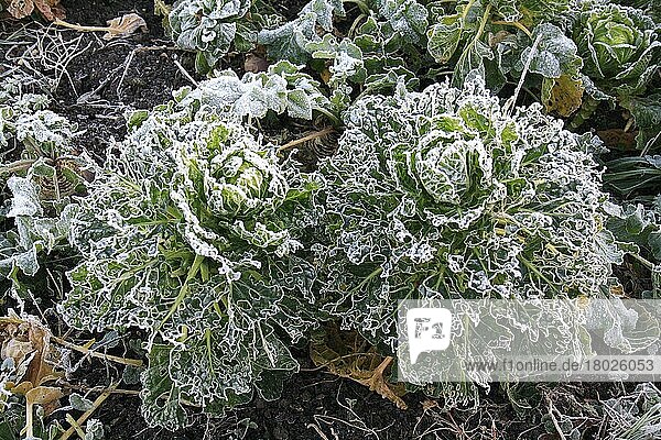 Kohl (Brassica oleracea) frostbedeckte Blätter  beschädigt durch Cabbage White (Pieris sp.) Raupen  im Gemüsebeet in der Morgendämmerung  Suffolk  England  November