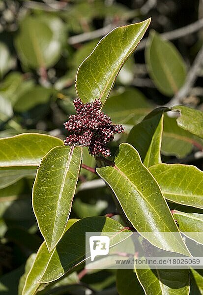 Sugar Sumac (Rhus ovata) close-up of leaves and flowerbuds  growing in dry chaparral  California (U.) S. A