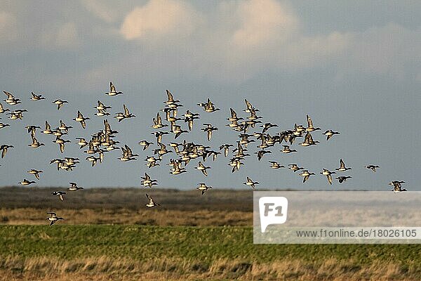 Pfeifente  Pfeifenten  Enten  Gänsevoegel  Tiere  Vögel  Eurasian Wigeon Flock flight at Deepdale Marsh Norfolk