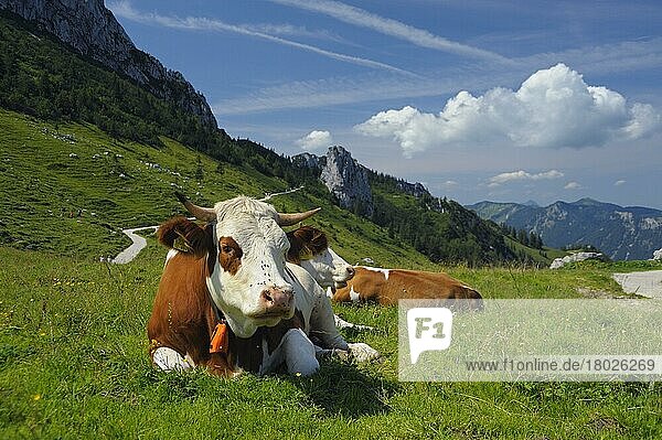 Domestic cattle  cows on Steinlingalm below the summit of Kampenwand  August  Chiemgau  Aschau  Bavaria  Germany  Europe
