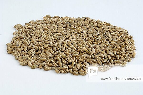 Triticale grains  corn composite of Rye and Wheat  Triticalekoerner  Mischgetreide aus Roggen und Weizen  innen  Studio