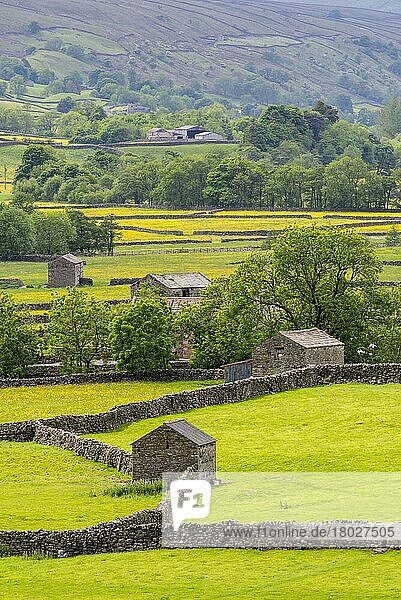 Ansicht von Trockensteinmauern  Steinscheunen und traditionellen Wiesen mit blühenden Hahnenfußgewächsen  Gunnerside  Swaledale  Yorkshire Dales N.P.  North Yorkshire  England  Juni