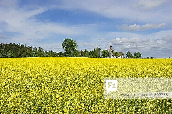 Ölsaatenraps (Brassica napus)  Ernte  Blüte im Feld  mit Kirche im Hintergrund  Skuttunge  Uppland  Schweden  Mai  Europa