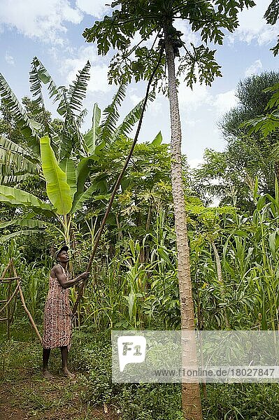 Papaya-Ernte (Carica papaya)  Frau mit langem Stock  die reife Früchte aus dem Baum schlägt  Kenia  Juni  Afrika