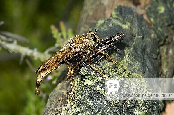 Hornet Robberfly (Asilus crabroniformis) adult  feeding on common field grasshopper (Chorthippus brunneus) prey  Thursley Common National Nature Reserve  Surrey  England  United Kingdom  Europe