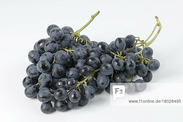 Bunch of Grapes Muscat Blauy (Vitis vinifera)  Weintrauben Muscat Blau  innen  Studio