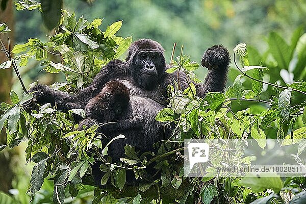 Berggorilla (Gorilla beringei beringei) Mutter mit jungem  einmonatigem Baby  das in einem Baum isst  Mitglied der Katwe-Gruppe  Bwindi-Nationalpark mit undurchdringlichem Wald  Uganda  Afrika