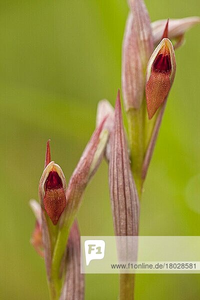 Kleinblütige Zungenorchidee (Serapias parviflora) Nahaufnahme der Blüten  Süditalien  April