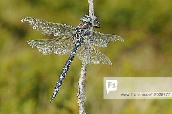 Torfmosaikjungfer  Torfmosaikjungfern (Aeshna juncea)  Andere Tiere  Insekten  Libellen  Tiere  Common Hawker mature adult male  with wings damaged by fighting  resting on twig  Italian Alps  Italy  october