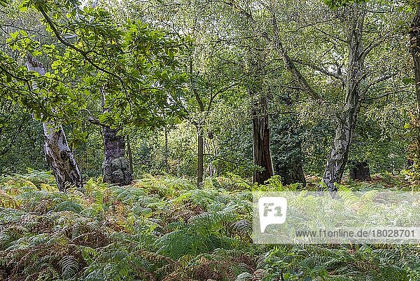 Stieleiche (Quercus robur) mit Weißbirke (Betula pendula) und Farnkraut  wächst in Laubwald-Lebensraum  Sherwood Forest National Nature Reserve  Edwinstowe  Nottinghamshire  England  Oktober