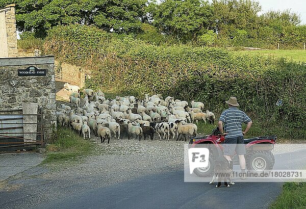 Schafzucht  Schäfer mit Vierrad und Schäferhund  Herde auf der Straße  Branscombe  Seaton  Devon  England  Juni