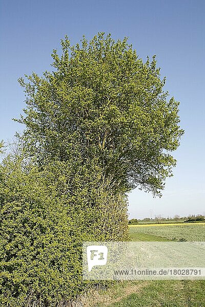 Wuchsform des Feldahorns (Acer campestre)  wächst in Hecken neben Ackerland  Bacton  Suffolk  England  April