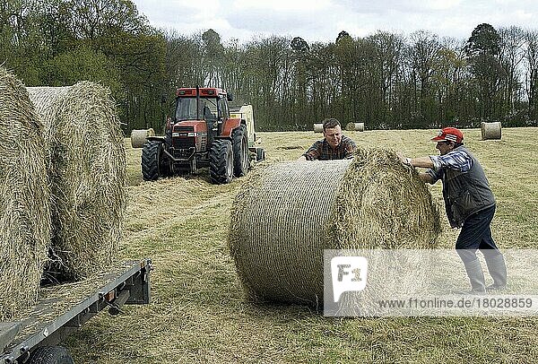 Farmers baling and loading round bales of hay  Holmes Chapel  Cheshire  England  United Kingdom  Europe
