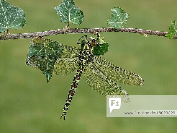 Blaugrüne Mosaikjungfer  Blaugrüne Mosaikjungfern (Aeshna cyanea)  Andere Tiere  Insekten  Libellen  Tiere  Southern Hawker adult female  resting on ivy stem  Leicestershire  England  September