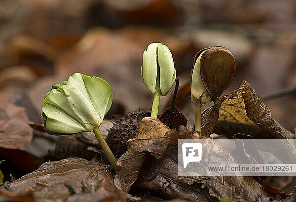 Setzlinge der Rotbuche (Fagus sylvatica)  die inmitten von Blattstreu unter dichtem Schatten im Wald wächst  Französische Pyrenäen  Frankreich  Mai  Europa