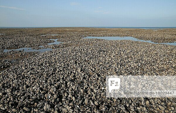 Miesmuschel  Miesmuscheln (Mytilus edulis)  Andere Tiere  Muscheln  Tiere  Weichtiere  Common Mussel beds  exposed on beach at low tide  Hunstanton  Norfolk  England  october