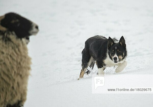 Haushund  Border Collie Schäferhund  erwachsen  hüten Swaledale Schafmutterschafe im Schnee  Hawes  Wensleydale  Yorkshire Dales N. P. North Yorkshire  England  März