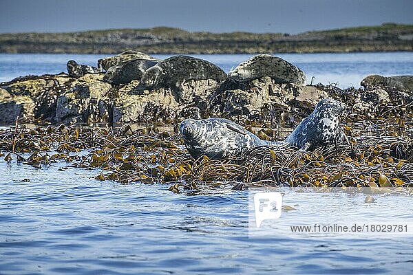 Erwachsene Kegelrobbe (Halichoerus grypus)  Gruppe auf mit Algen bewachsenen Felsen ausgezogen  Staple Island  Outer Farnes  Farne Islands  Northumberland  England  Juli