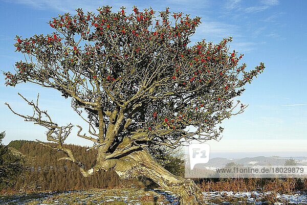Europäische Stechpalme (Ilex aquifolium)  Gemeine Stechpalme  Stechhülsengewaechse  European Holly veteran tree  habit  with fruit  Northern Stiperstones  Shropshire  England  december