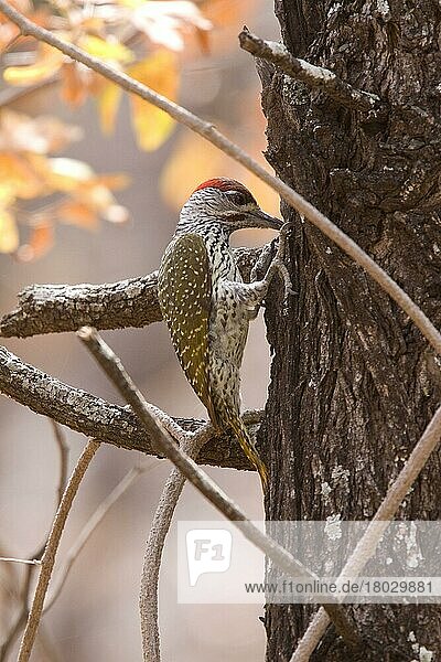 Goldschwanzspecht (Campethera abingoni)  Goldschwanzspechte  Spechtvögel  Tiere  Vögel  Spechte  Male Goldentailed Woodpecker  Kruger South Africa