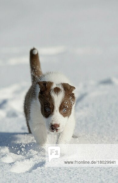 Haushund  Border Collie  arbeitender Schäferhund  Welpe  Laufen im Schnee  Yorkshire  England  März