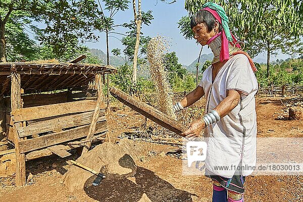 Kayan Lahwi woman with brass neck coils and traditional clothing sifting rice to get rid of the loose husks in a flat basket  Pan Pet Region  Kayah State  Myanmar  Asia