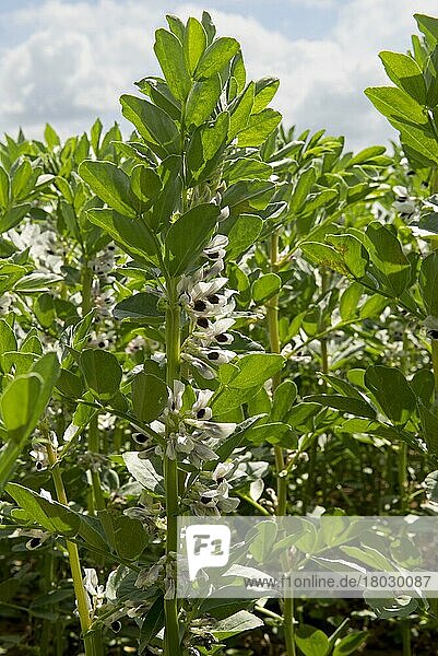 Ackerbohne (Vicia) faba  Ernte in Blüte  West Berkshire  England  Juni