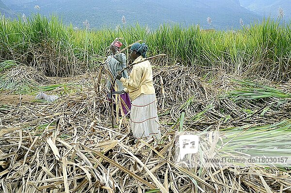 Harvesting sugar cane (Saccharum officinarum)  workers cutting the stalks  Marayur  Idukki district  Kerala  India  Asia