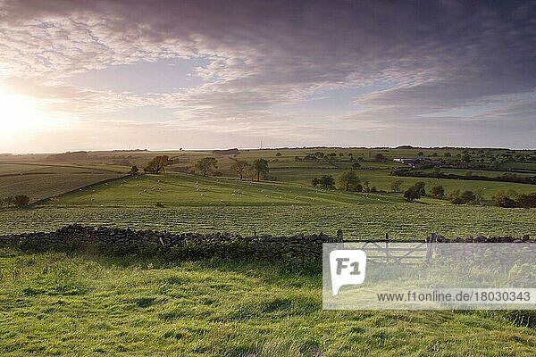 Blick auf Tor  Trockenmauer und Weide mit Schafherde im Abendlicht  North Rigton  North Yorkshire  England  Mai