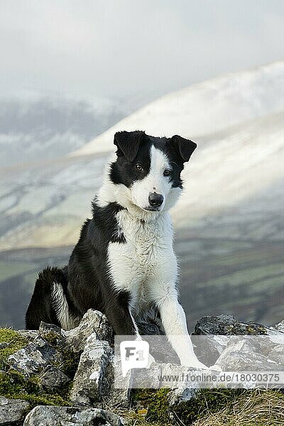 Haushund  Border Collie  arbeitender Schäferhund  erwachsen  sitzt zwischen Felsen im Moor  Cumbria  England  Februar