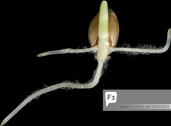 Germinating seed of winter wheat (Triticum aestivum)  with radicle  root hairs and coleoptile growth developing