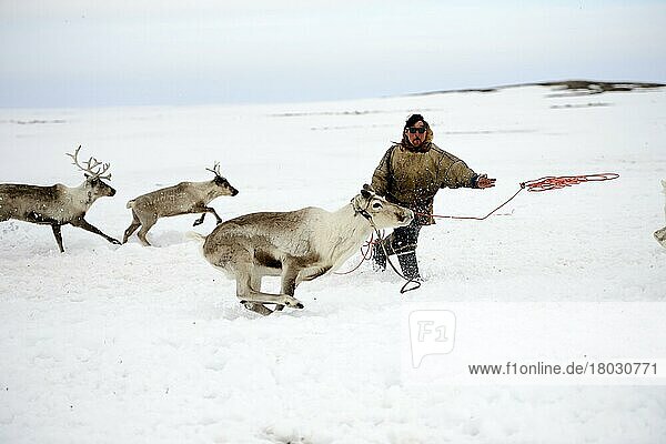 A Nenets herder lassoing draught reindeers (Rangifer tarandus) Yar-Sale district  Yamal  Northwest Siberia  Russia  Europe