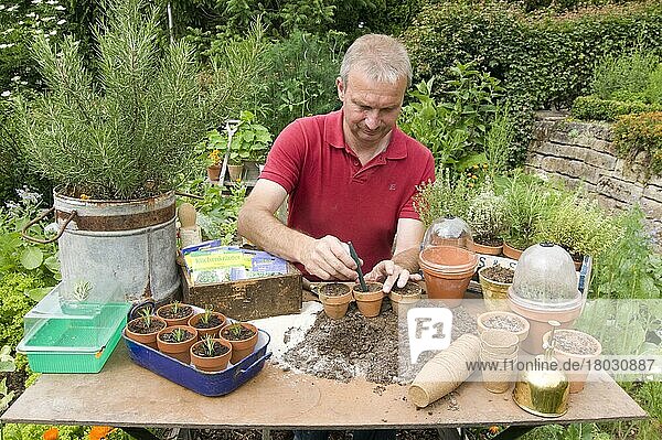 Man sets rosemary cuttings (Rosmarinus officinalis)  rosemary cuttings