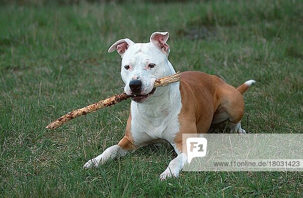 American Staffordshire Terrier  Pitbull  spielt mit Stock