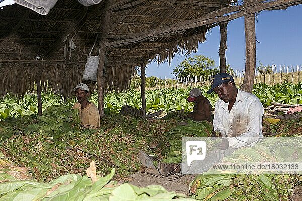 Arbeiter auf Tabakplantage  Punta Rucia  Tabakverarbeitung  Tabak  Tabakernte  Dominikanische Republik  Mittelamerika