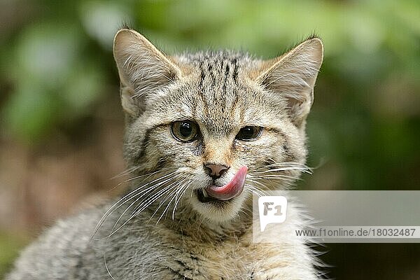 Common Wild Cat (Felis silvestris)  kitten  tongue