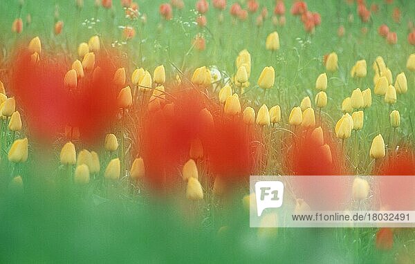 Tulips  Tulpen  Blumen  blühend ing  gelb  rot  red  Frühling  spring  abstrakt  unscharf  Querformat  horizontal
