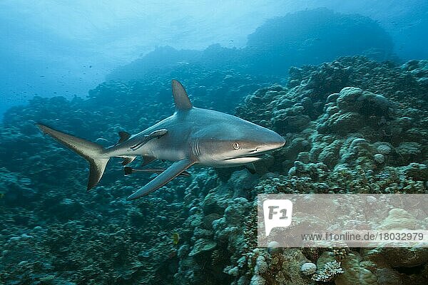 Grey reef shark (Carcharhinus amblyrhynchos)  Osprey Reef  Coral Sea  Australia  Oceania