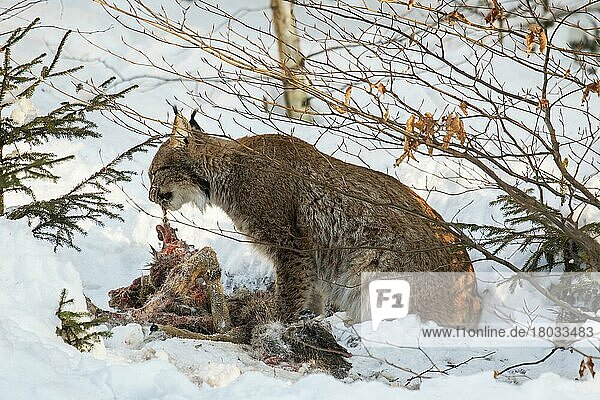 Eurasischer Luchs (Lynx lynx) beim Fressen von erlegtem Rehwild im Schnee im Winter