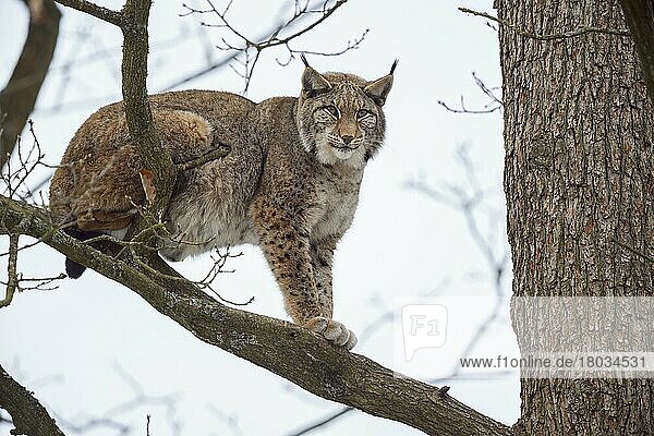 Europäischer Luchs (Lynx lynx)  Kater in Baum  captive