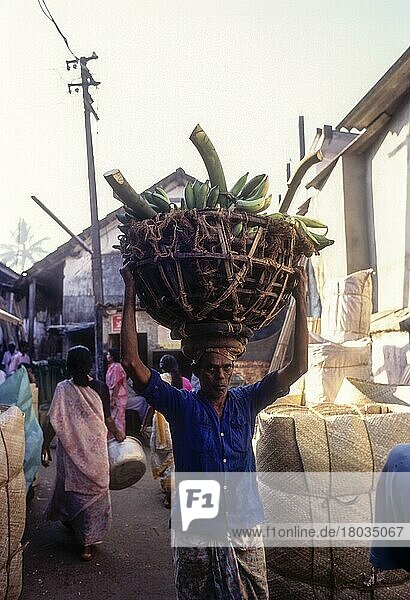 Wegerich in Kochi  Cochin  Kerala  Indien  transportieren  Asien