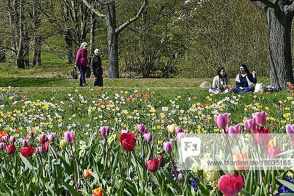 Tulpenblüte  Britzer Garten  Britz  Neukölln  Berlin  Deutschland  Europa