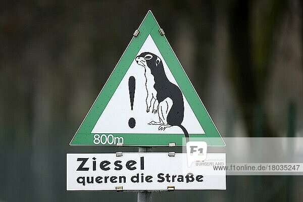 Ziesel  Verkehrsschild (Spermophilus citellus)  Burgenland  Österreich  Europa