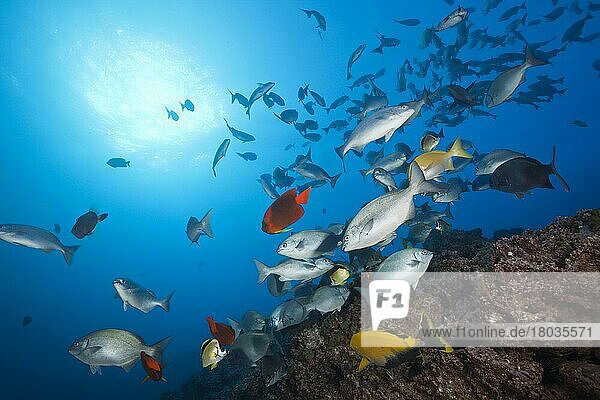 Shoal of bluegill at cleaning station  Kyphosus analogus  San Benedicto  Revillagigedo Islands  Mexico  Central America