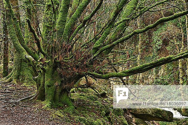 Moosbewachsene Bäume  Killarney Nationalpark  Grafschaft Kerry  Irland  Europa