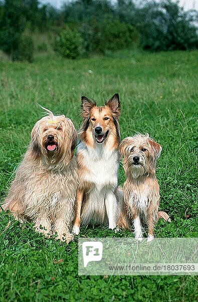 Rough Collie und Mischlingshunde Gruppe  drei  drei)